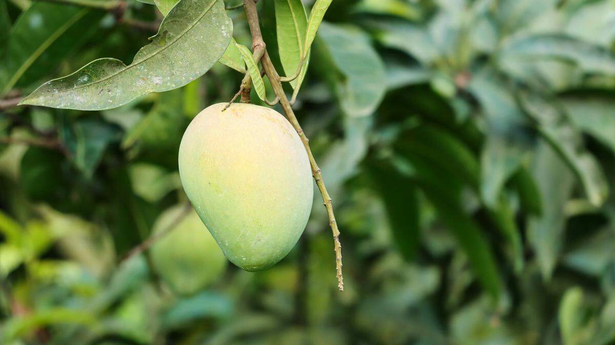 The city is giving out young mango trees at Miramar Pineland Park on Saturday, April 18.