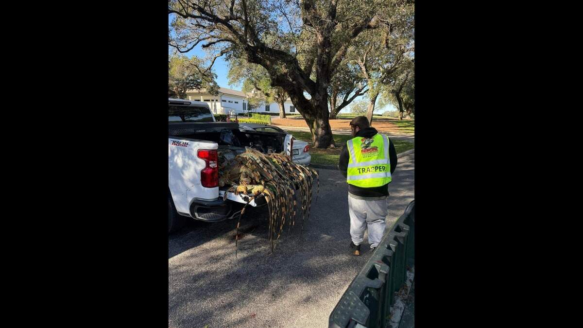 Redline Iguana Removal trappers picked up hundreds of the cold-stunned and dead green iguanas from South Florida homes and businesses as of Monday, Feb. 2.