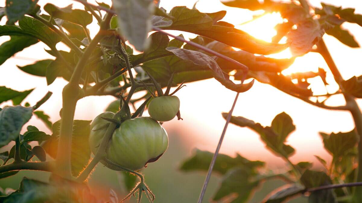 The Miramar Community Garden will hold its “biggest sale yet” on Saturday, April 18, welcoming visitors from 8 a.m. to 2 p.m. at 3700 Largo Drive.