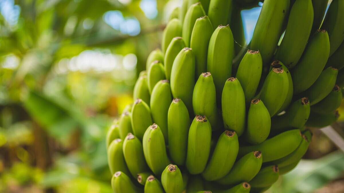 Some Broward residents will leave with a banana tree at the giveaway on Saturday, April 18, in Miramar.