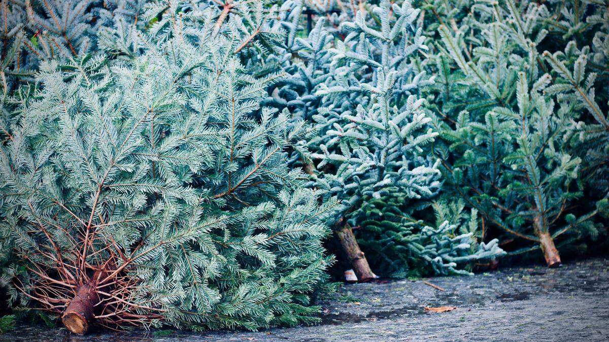 Looking to take down your natural Christmas tree? Here’s how you can dispose of it in Lexington.