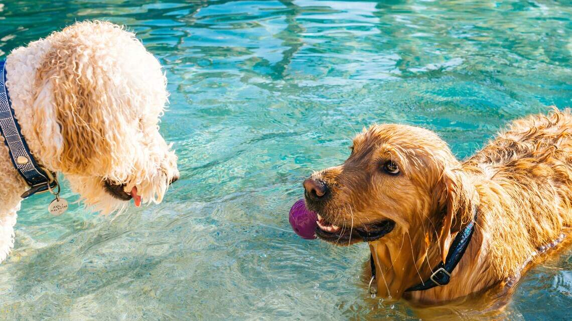 Miramar to host free pool events for kids and dogs. Here’s when and what to know