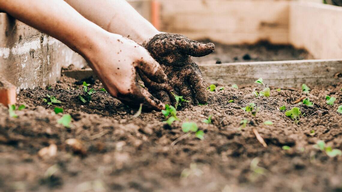 This weekend in Miramar: Belize Day, World Cup watch party, garden clean up & more
