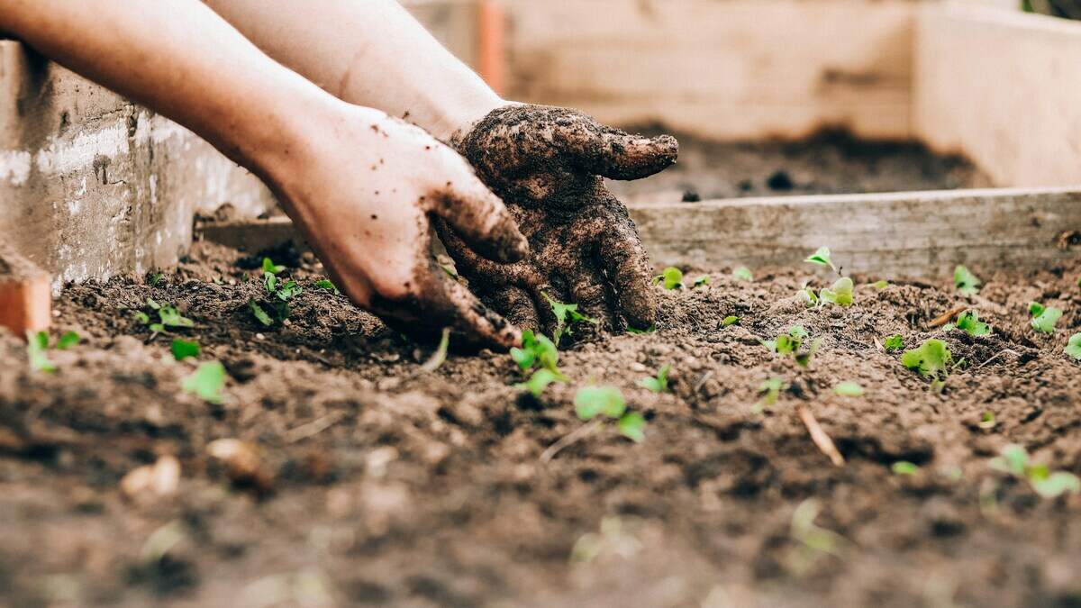 Miramar needs your help to clean up its community garden, and students can earn service hours by volunteering.